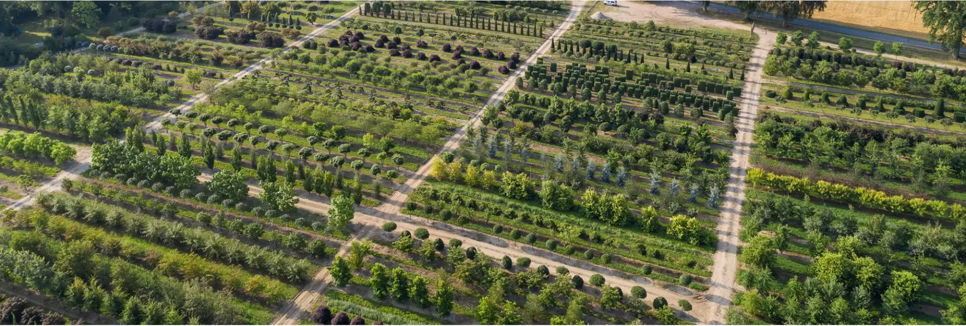 Entdecken Sie die angesagten Gehölztrends 2023 - Europäische Eibe, Kornelkirsche und Felsenbirne - bei Baumschule Lorenz von Ehren.